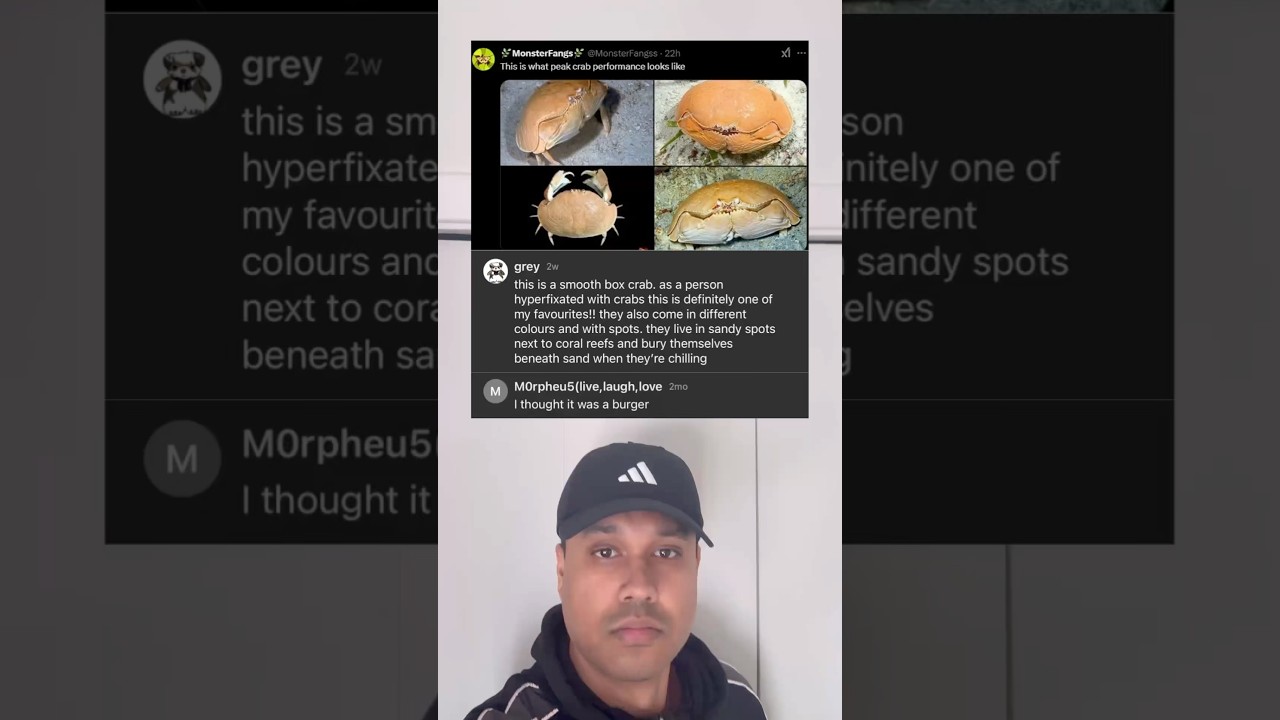 This is a smooth box crab. As a person hyper-fixated with crabs this is definitely one of my favs