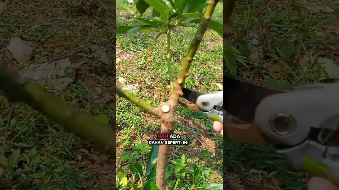 TEKNIK PRUNING POHON ALPUKAT