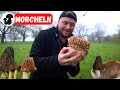 Morels & Verpels | Locations of these popular edible mushrooms: From meadows to magic meadows