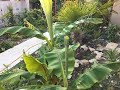 Наш субтропический сад в Геленджике. 27 мая 2019г. Мини дендрарий