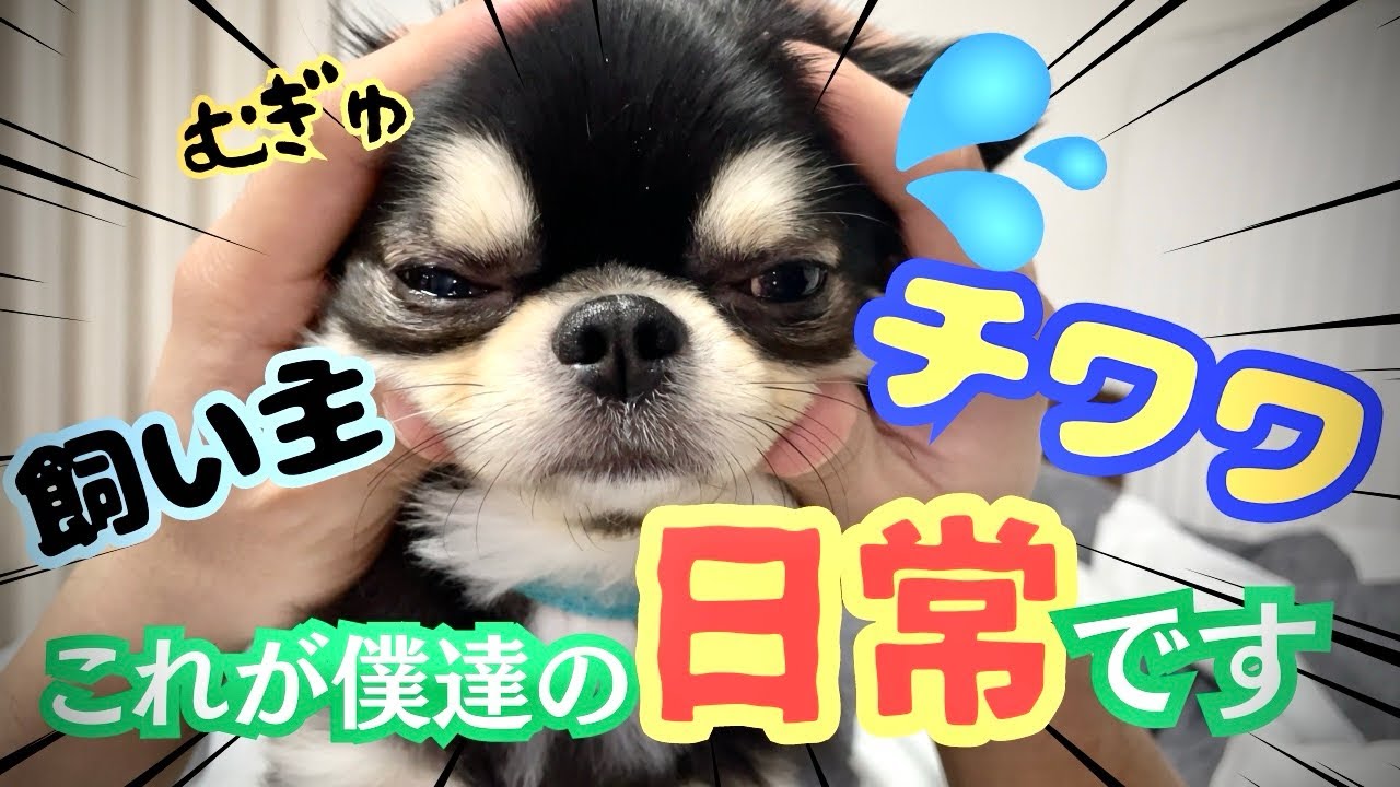 もっと犬に言いたいたくさんのこと : 君の「?」な行動に惑わされず、楽しむため… もっと犬に言いたい たくさんのこと-君の「?」な行動に惑わさ