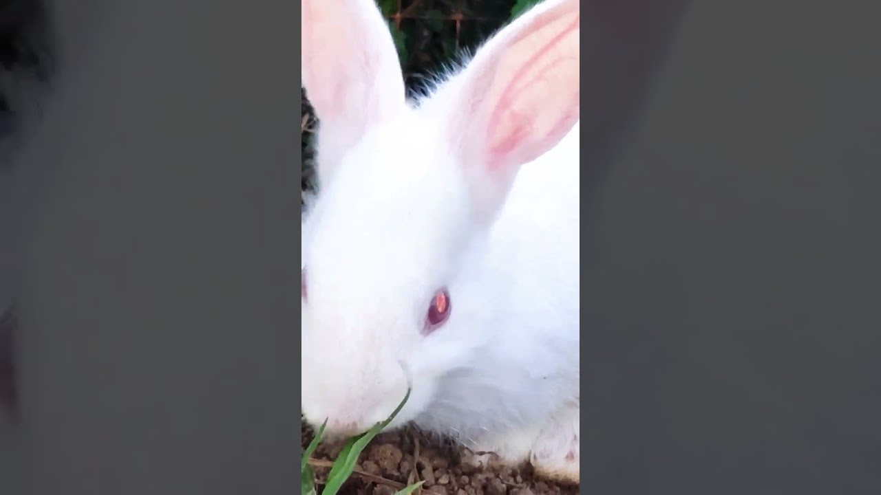 rabbit, rabbit drawing, rabbit web, rabbit videos, rabbit app, rabbit original,