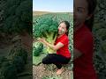 Harvest 1000+ Kg Of Broccoli Goes to market sell #short