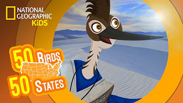 New Mexico - Feat. Rapper MC Rob the Roadrunner | 50 Birds, 50 States