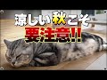【秋バテ】秋が猫にとって危険な理由｜秋バテの症状と対策【保護猫】