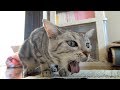コッソリ食べてしまった...衝撃的すぎる猫 -Yuck !! but once more...Too Scary Face cat
