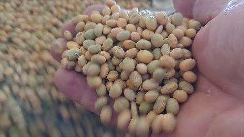 Gravity separator fine screening soybean   7