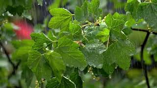 Rain Sound 30 Seconds