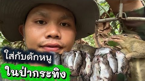 หมานสุดเช้านี้#ใส่กับดักหนูในป่ากระทิง ได้12ตัว #ສິດຢາກເຂົ້າ