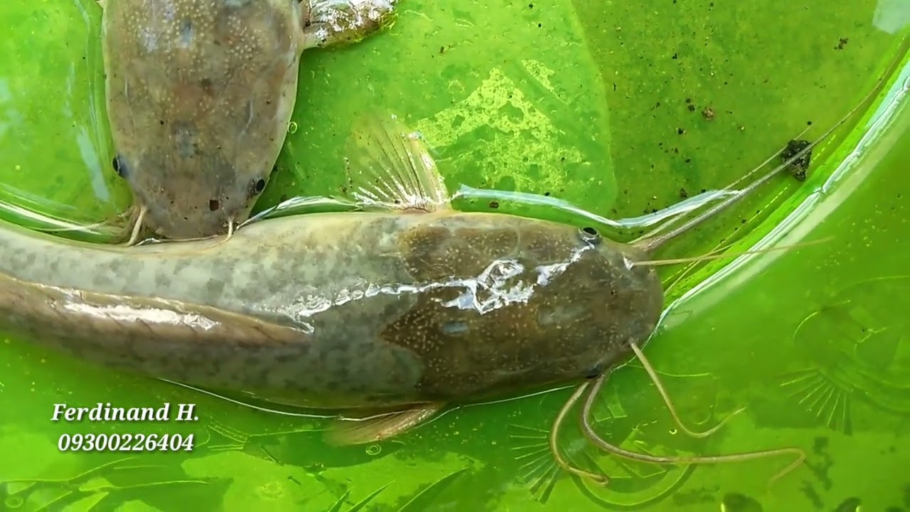 BAKIT HINDI ITIM ANG MGA HITO NA INALAGAAN KO?