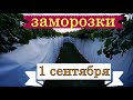 Виноград . Заморозки на 1 сентября  2022года.