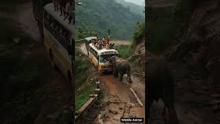 Elephant Blocks Mountain Road! Scary Bus Encounter Caught on Camera! 🐘😱📹