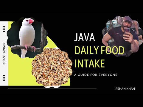 Java Daily Food Intake #javasparrow #whitejava #javabreeding