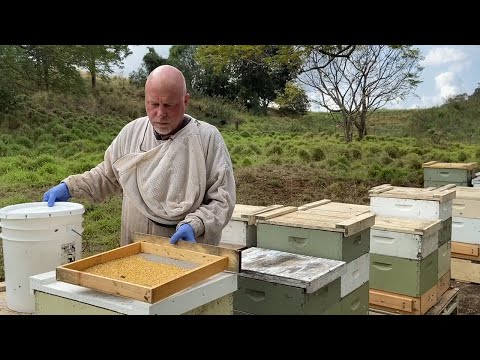 Video: Hvor produceres pollen?