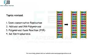 DNA Replication
