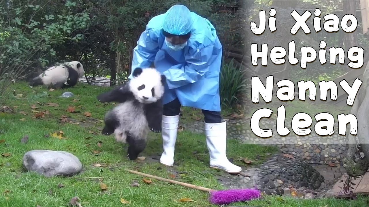 Energetic Panda Tries To Help Nanny Clean iPanda