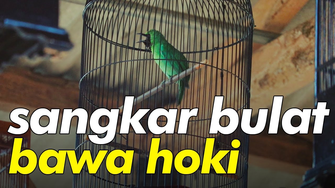 Pakai Sangkar Bulat Cucak Ijo Ini Langsung Hoki 