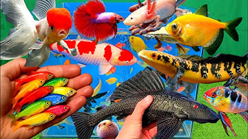 Video tổng hợp cá cảnh đẹp, vịt, vịt con, cá koi, cá trê, cá betta, cá sấu, cá chép koi