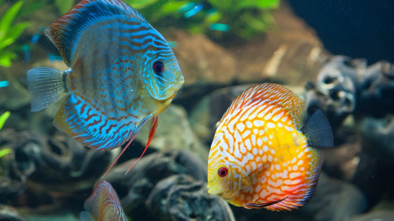DISCUS FISH Aquatic Concepts “Bringing Water To Life” Stunning Discus Tank Ideas