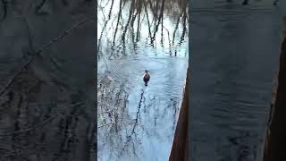 1 Million Views!Viral TikTok Cheap Motion 🦆Duck Decoy Invention Success!#shorts #duckhunting #fyp