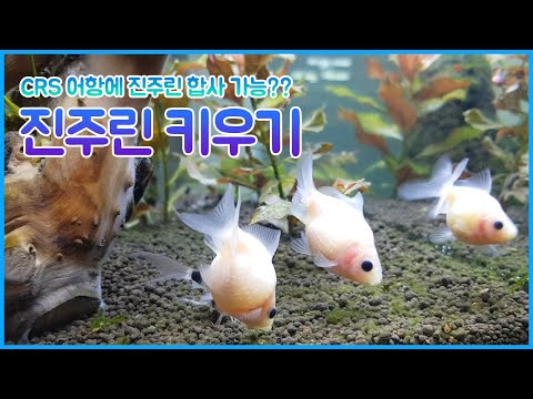 진주린 키우기 | CRS랑 함께 키울 수 있는 물고기 ?? 진주린 키우는 방법  | 귀염둥이 진주린 어항