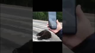 Самые ОПАСНЫЕ Встречи с Медведями в Якутии
