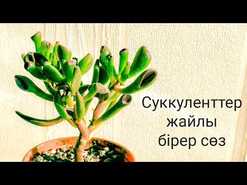 Video: Суккуленттерди уяланган идиштерде өстүрүү: Шириндүү идиштерди казанга салуу