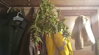 Outdoor Grow 2024: Crop King Seeds Mystery Autoflower Harvest Day