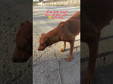 درود دوستان جوری دور ماشین میچرخید گشنه بود سگ مهربون  