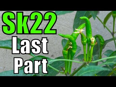 How to Grow Green Chillies From Seeds Part-4 (Urdu/hindi) 2017 kitchen gardening in uganda