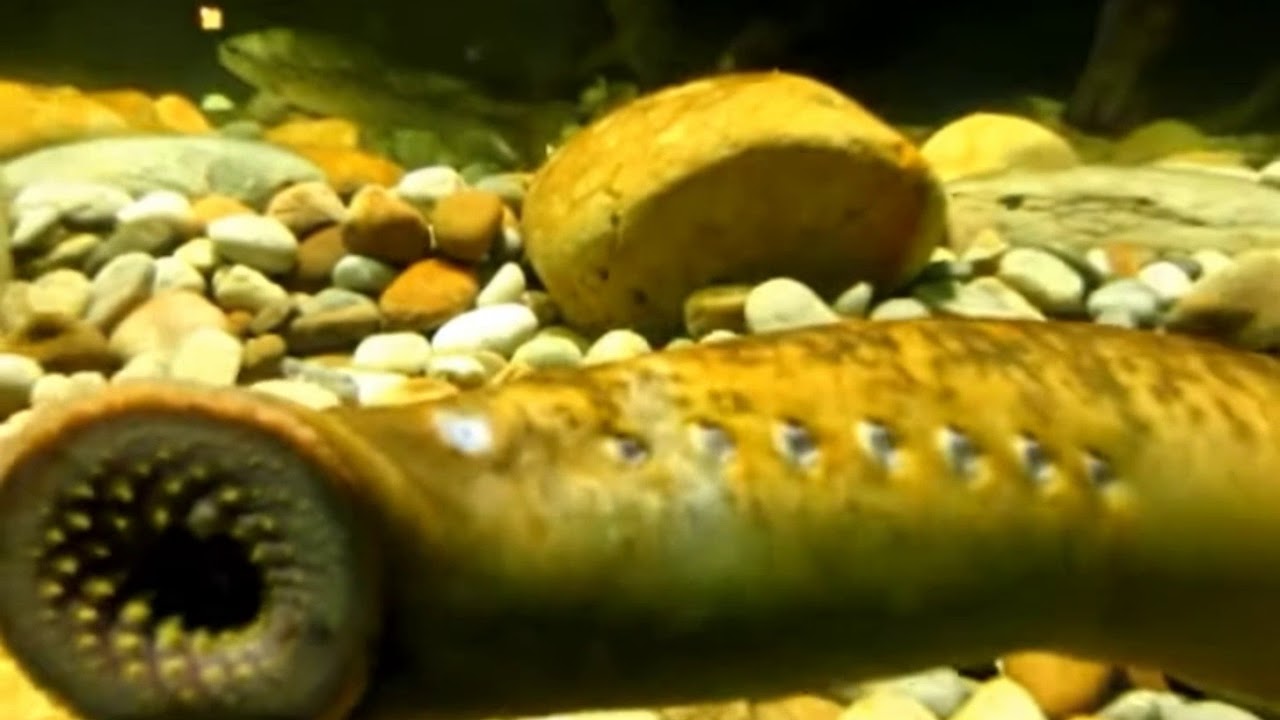 E-Lecture   by    Dr. B. M. Singh, Associate Professor