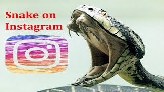 Snake on Instagram !!! - 9 tech tips