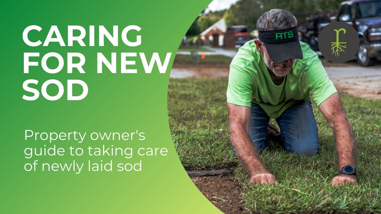 How to Care for New Sod Grass YouTube