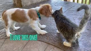 Puppies and Kittens Meet for the Very First Time; They Don't Disappoint