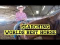 Searching for the Worlds Best Horse