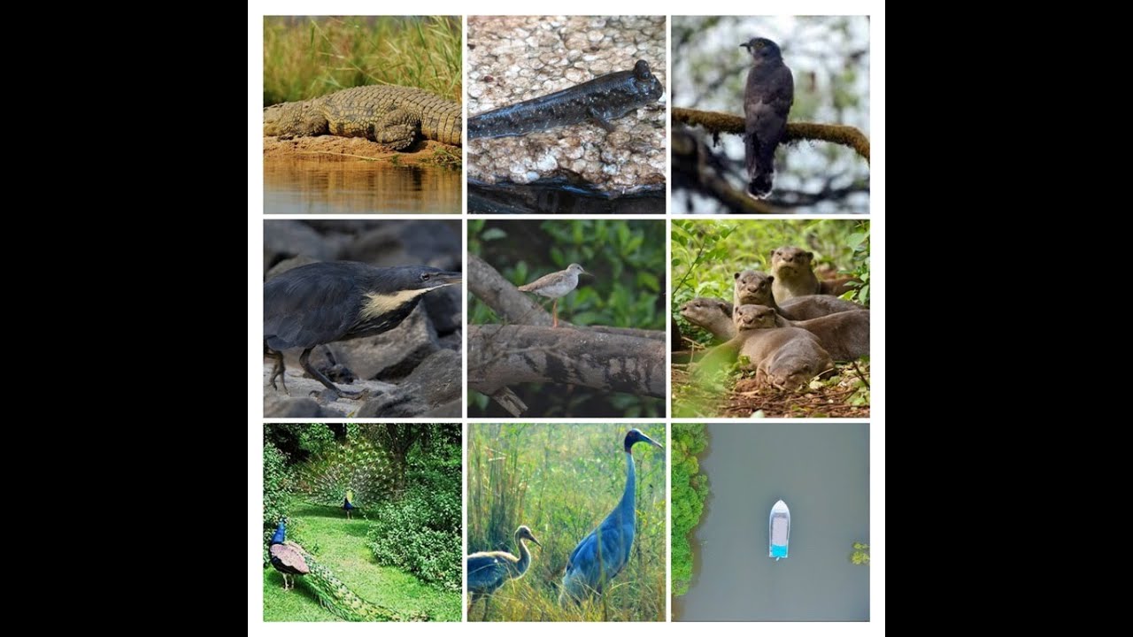 DeiaMo Paradiso Presents 2 Days All Inclusive Dr Salim Ali Bird Sanctuary Tour.