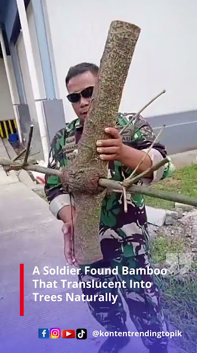 A Soldier Found Bamboo That Translucent Into Trees Naturally #shorts #shortvideo #short #shortsvideo