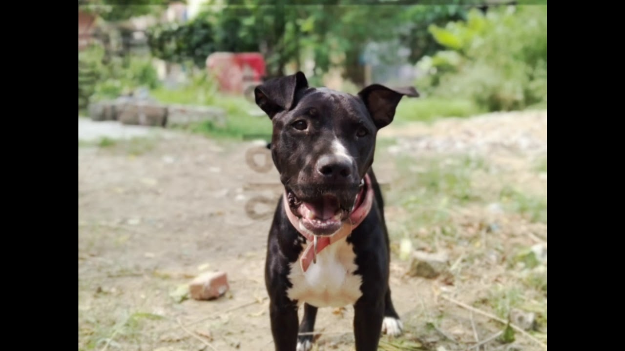 Pitbull tik tok vedio YouTube