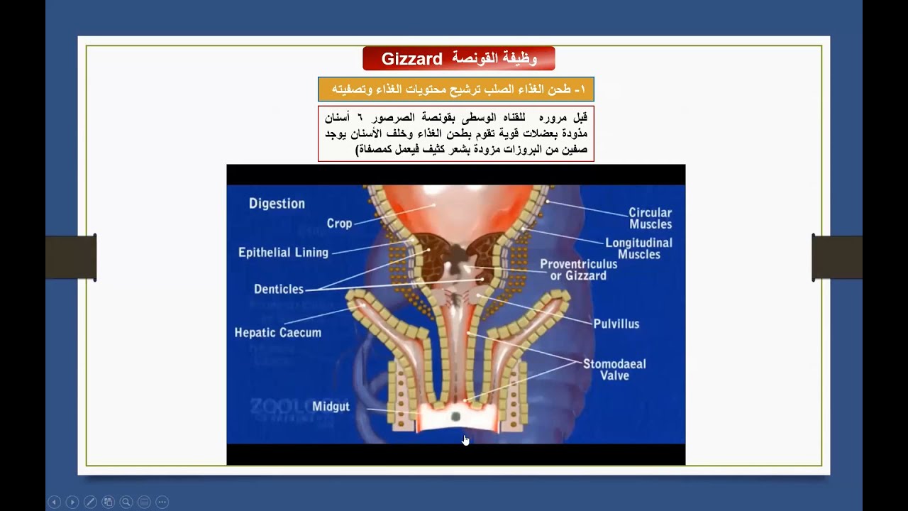 الهضم والاخراج فى الحشرات
