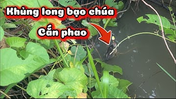 Chỉ Có Mồi Này Mới Thu Phục Được Những Con Rô Khủng Cứng Đầu-Câu Cá Rô Đồng / lãng tử miền tây T44