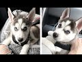 💖 Cutest Husky Puppies Make You Feel Completely At Ease While Watching 🐶 | Cute Puppies