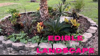 Creating an edible landscape