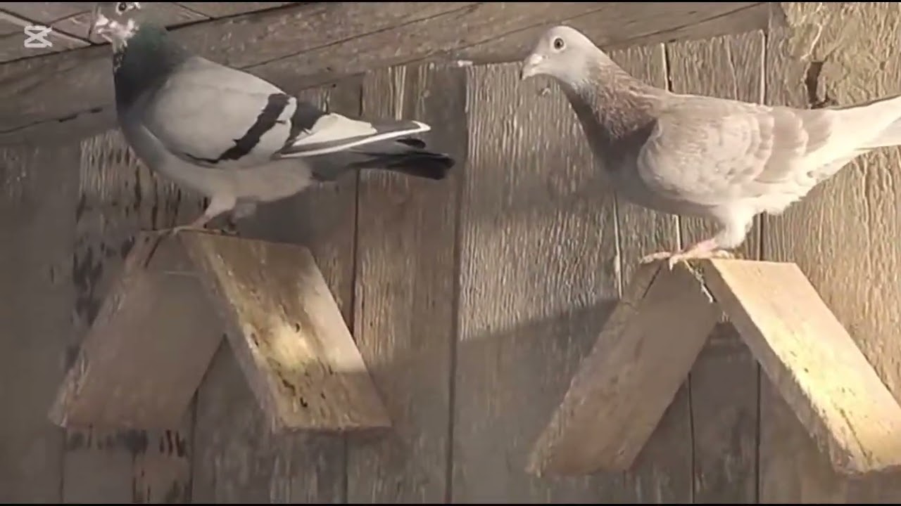 Ikona Polski gołębiarki Stefan Rak oddział.500