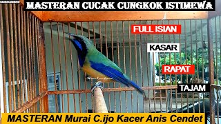 Masteran Cucak Cungkok Istimewa ~Tembakan Istimewa Kasar Rapat Tajam For Murai C.Ijo Kacer Cendet