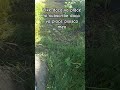 like dacă va place pisica