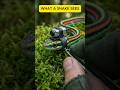 World's Smallest Research Camera on a Snake! 🐍🎥 #shorts#pov #animals