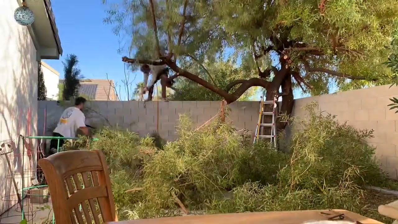 African Sumac Tree removal in Las Vegas YouTube