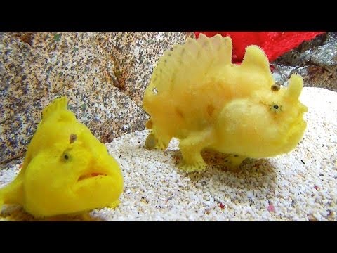 全速力なのです!カエルアンコウ He is full speed! Frogfish