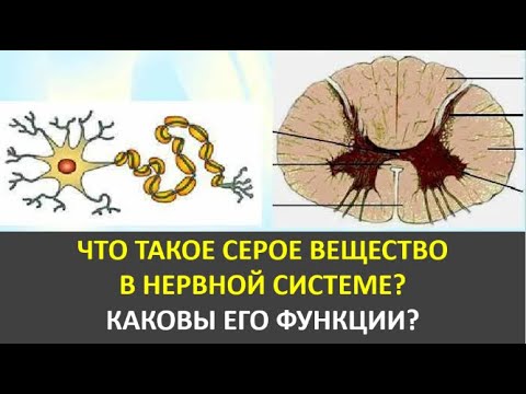 15. Что такое серое вещество в нервной системе?  Каковы его функции?