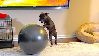 Funny Staffy puppy talking to a Yoga ball